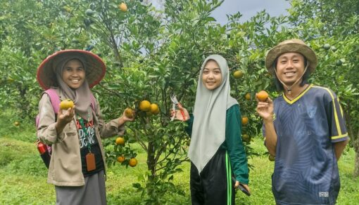 Dorong Pengembangan Kompetensi Mahasiswa dalam Budidaya Tanaman Buah, Prodi Agribisnis Jalin Kerjasama dengan Sabila Farm